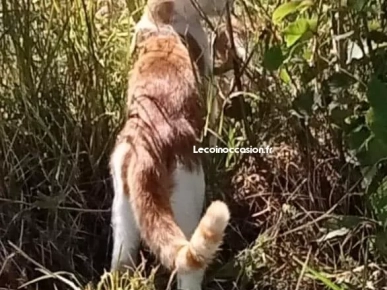 Adorable chaton de type european shorthair à adopter