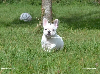 Beaux chiots Bulldog français pour adoption urgent