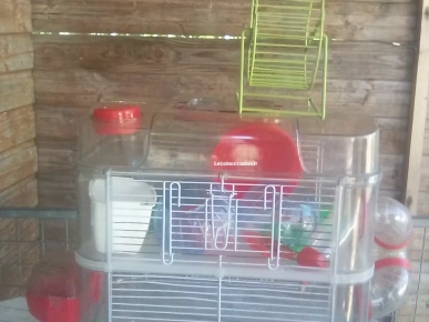 Vends cage et accessoires pour hamster 
