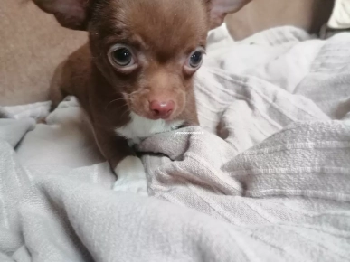 Chihuahua LOF