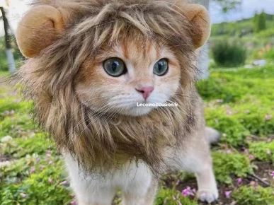 perruque lion pour chat