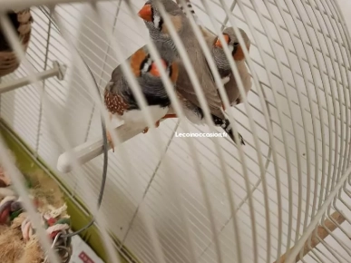 mandarin oiseaux