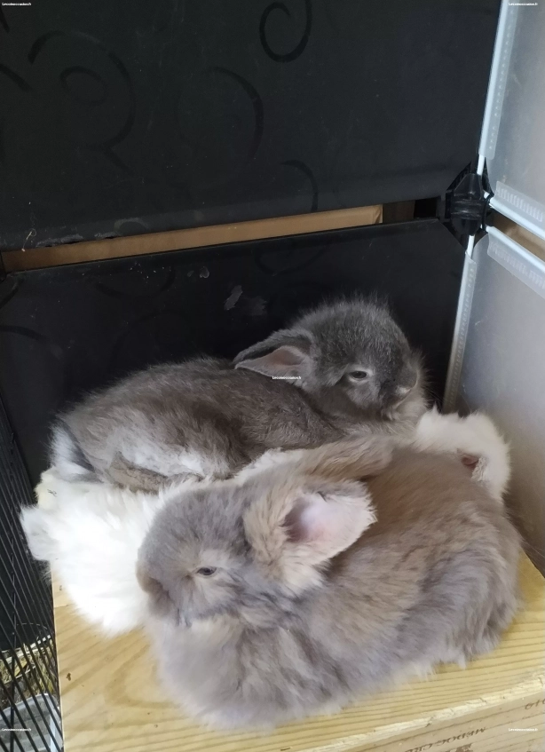 Bébés lapins angoras Anglais