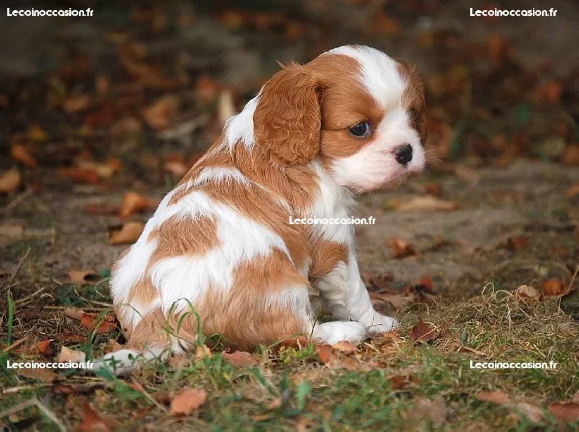 Chiot Cavalier King Charles non lof A DONNER URGENT